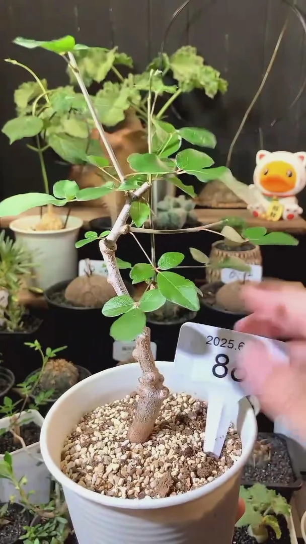 88号627福利实生奥比克橄榄