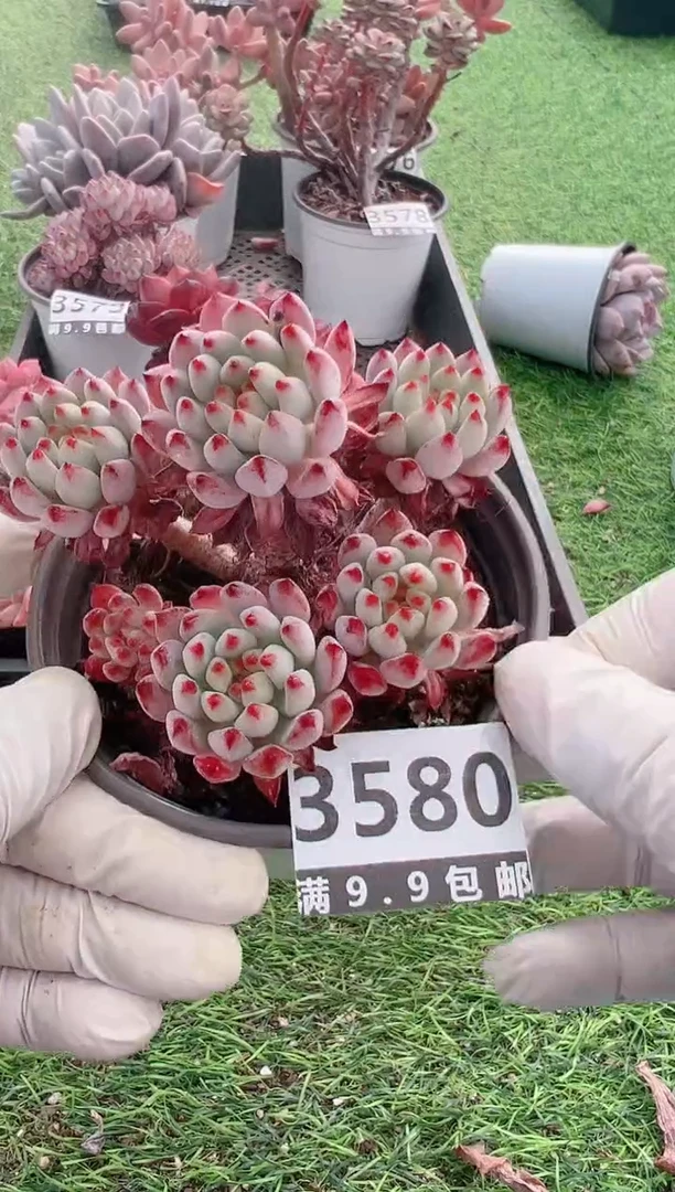 【闪购商品】信福多肉一物一拍