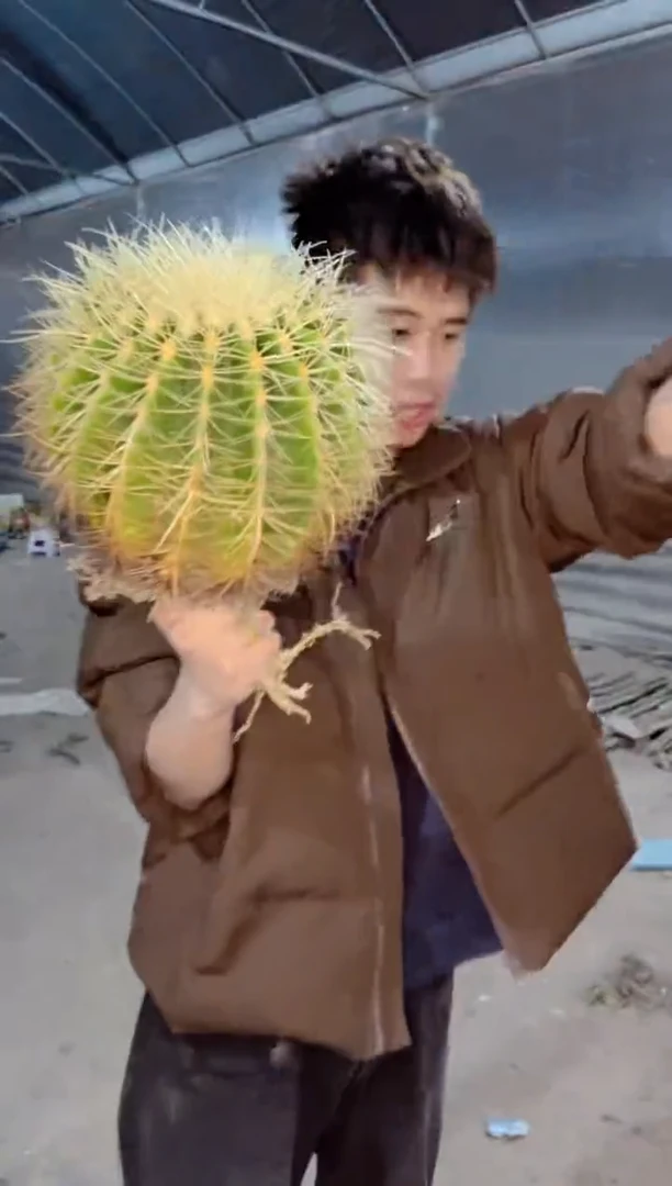 【闪购商品】金虎 13-15cm