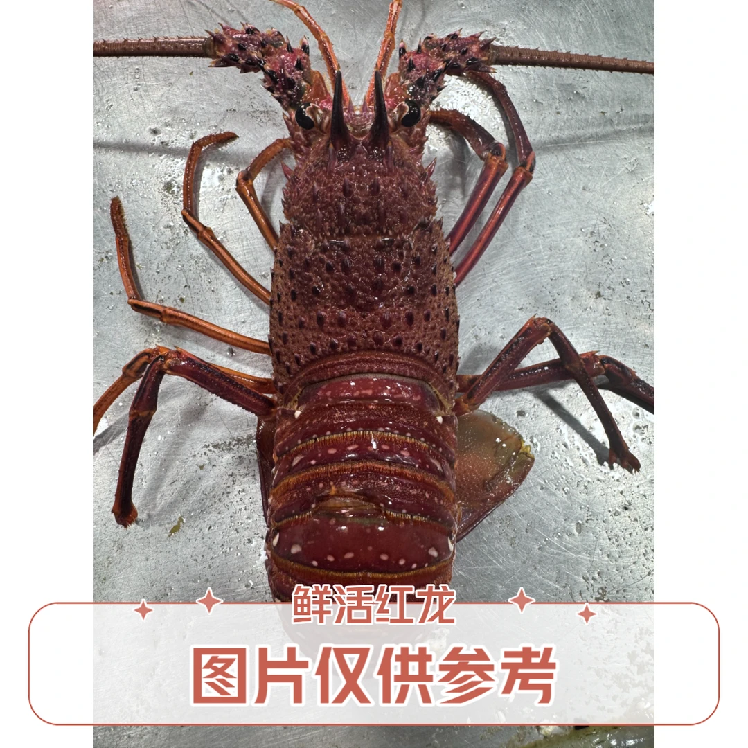 【鲜活红龙】上街弟推荐天然 肉质鲜甜可刺身 新鲜发货500g起