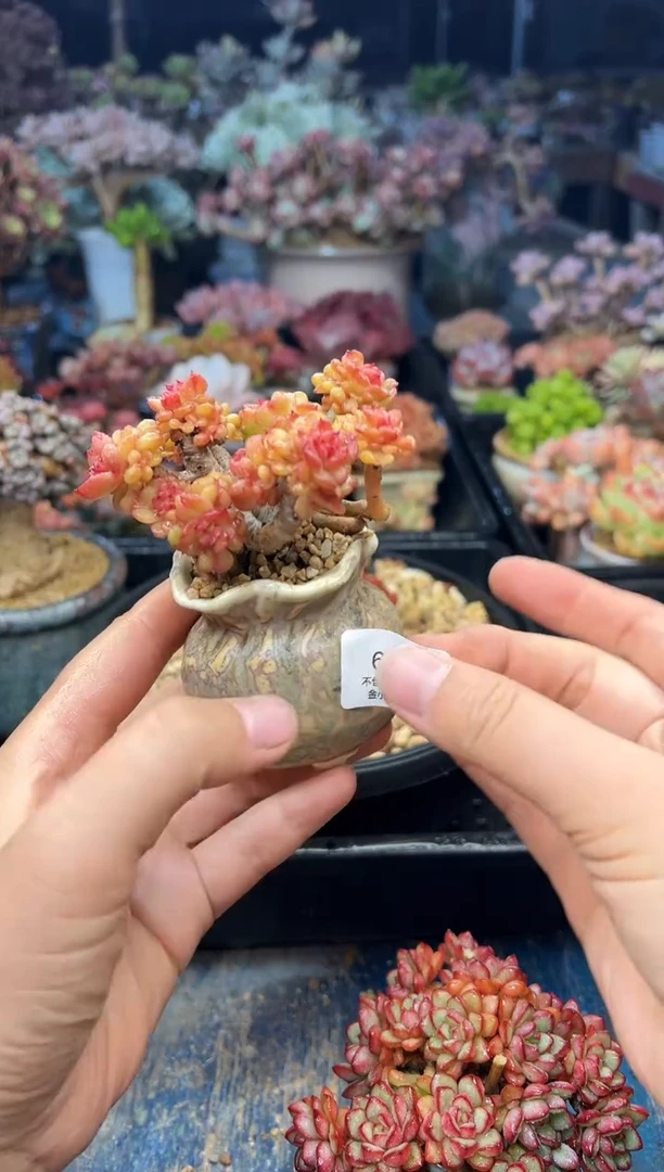 欧****厂682           不带盆