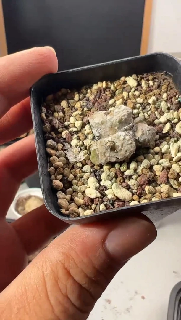 一物一拍       405