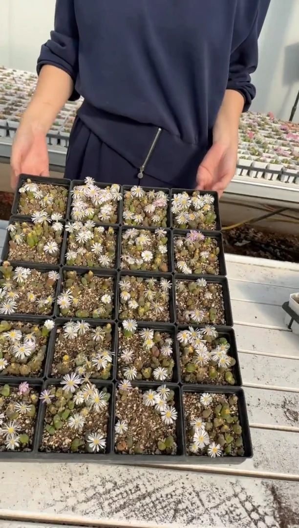 多肉植物肉锥14-255一盒