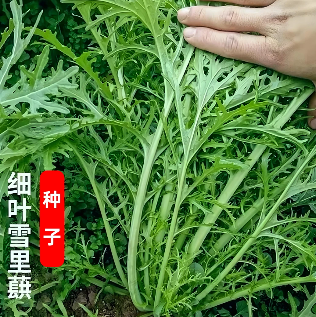 【雪里蕻种子】家庭阳台小院四季种植盆栽地栽易种易活
