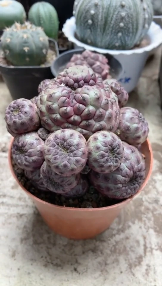 仙人球一物一拍紫丽丸