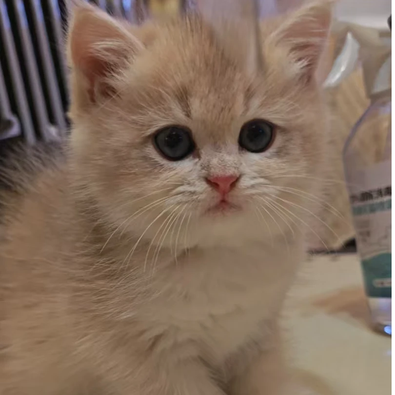 【悠米家】金渐层布偶宠物活体小猫咪幼崽蓝金紫金长毛矮脚包子脸