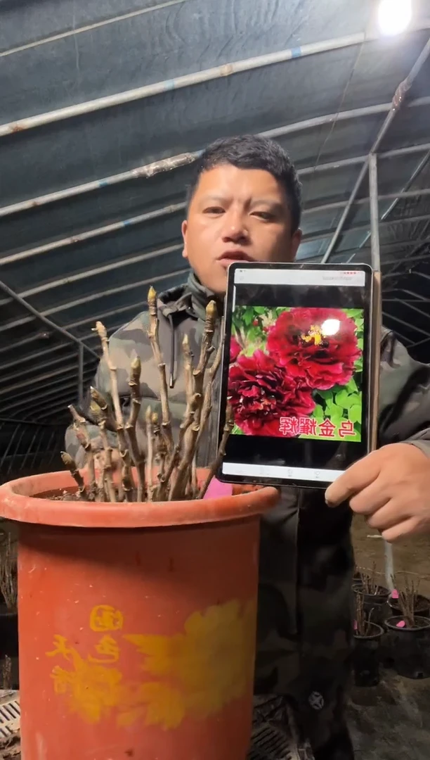 乌金耀辉，盆栽牡丹带盆带土发货