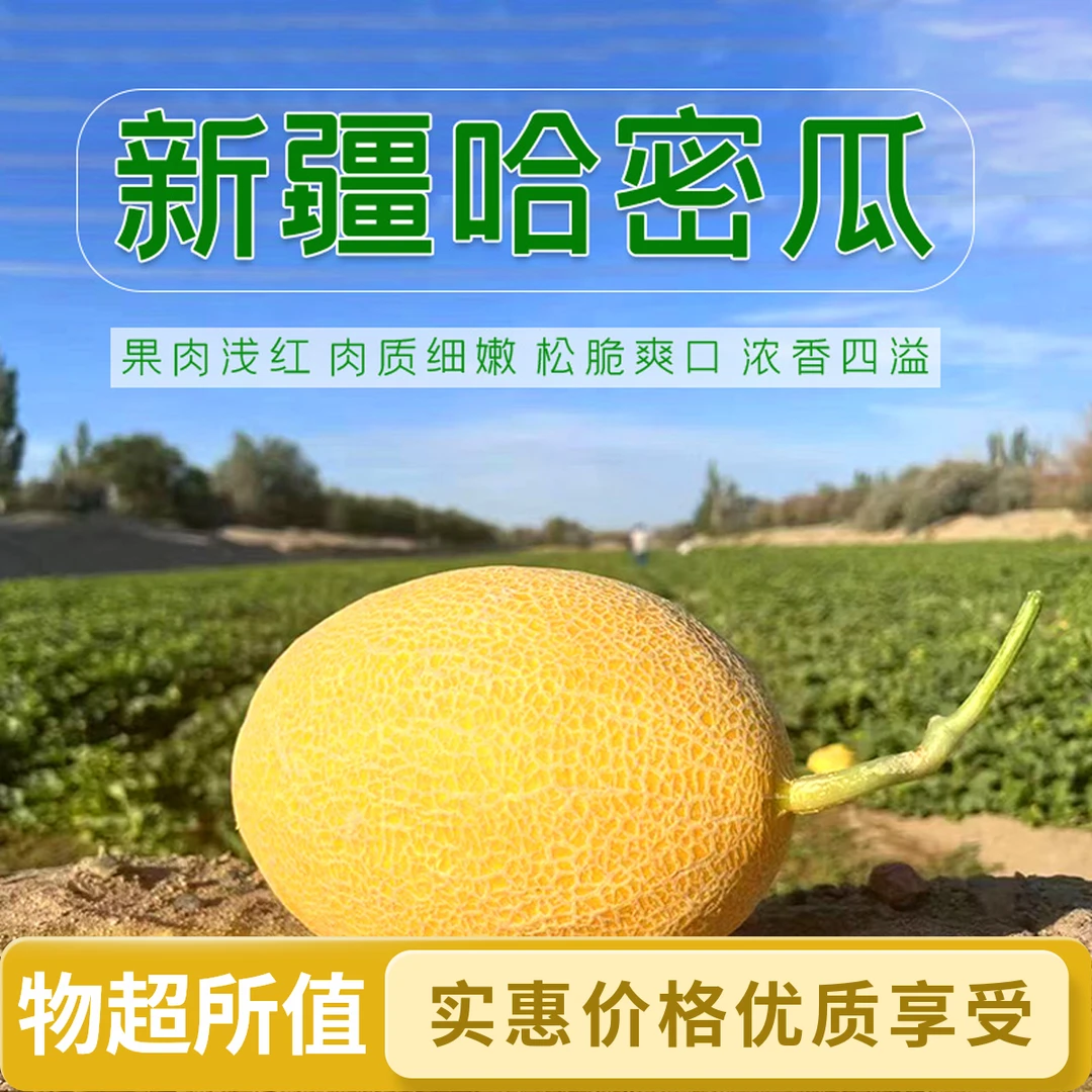 20斤包邮新疆哈密大南湖金海蜜头茬哈密瓜皮薄脆甜多汁新鲜现摘