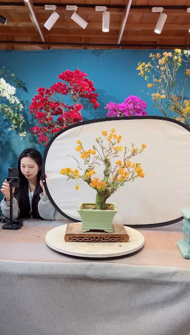 大量花朵（建议范围：8朵-15朵 或40%以上）加州黄金