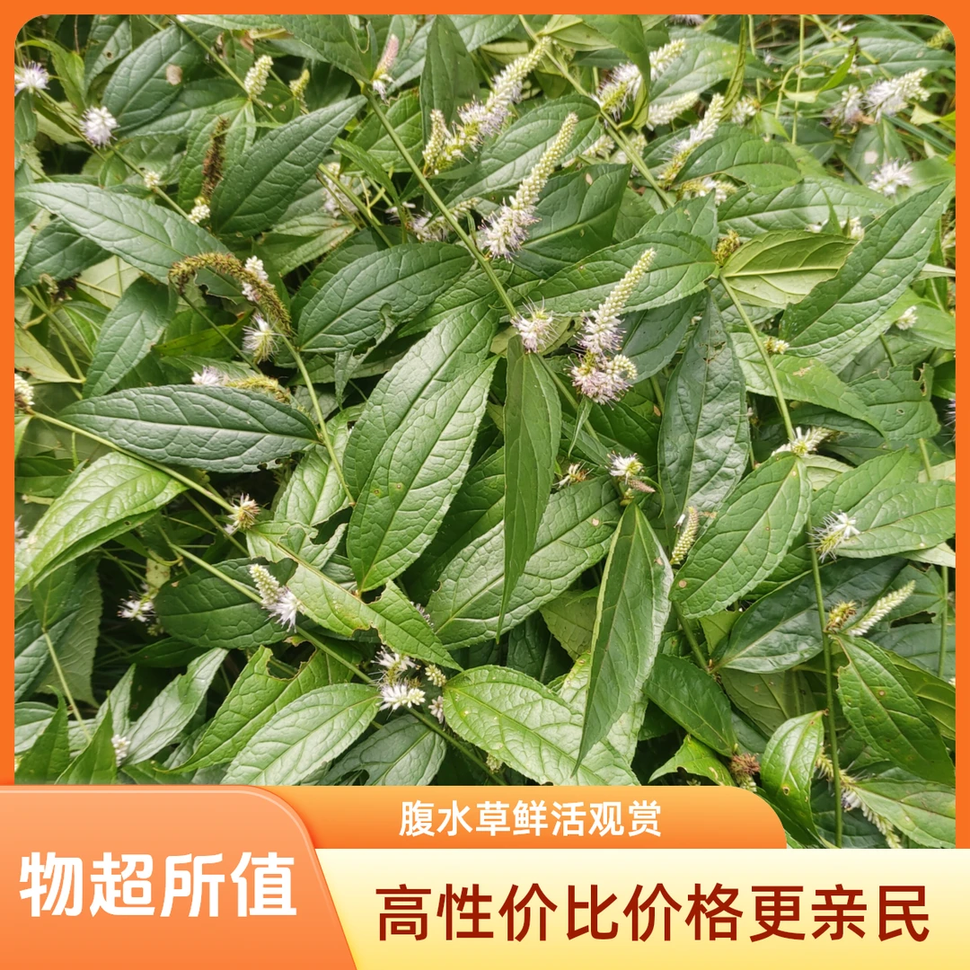 腹水草仙人搭桥钓鱼竿鲜草盆栽地载观赏药用鲜草干草蚂蝗七叶煮水