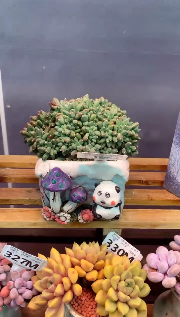 339M（一物一拍，精品多肉，所见即所得 ）