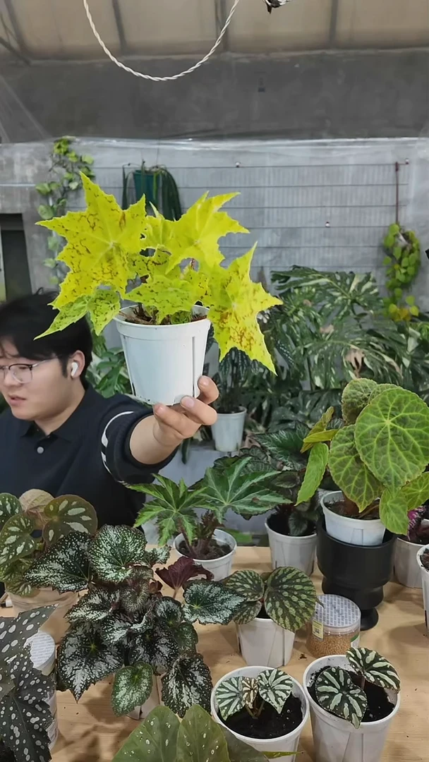 完全开放柠檬几何