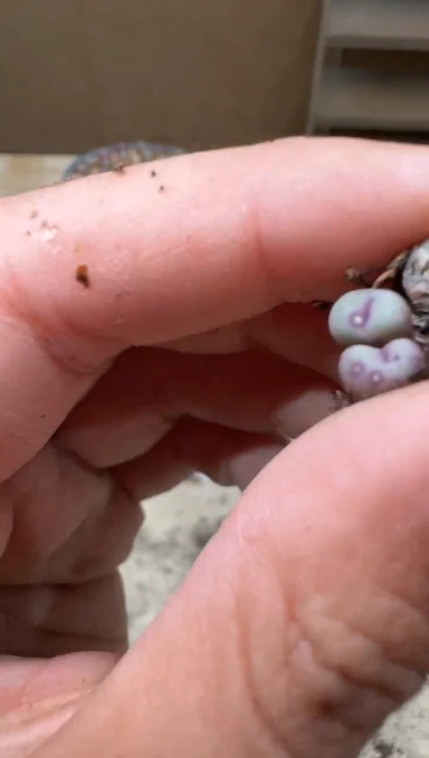 17-138多肉植物肉锥