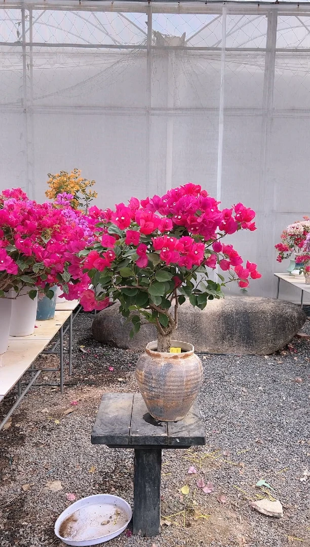 全部花朵润****产三角梅老庄盆景