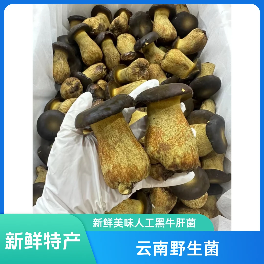 【云南特产】新鲜人工野生菌新鲜黑牛肝菌
