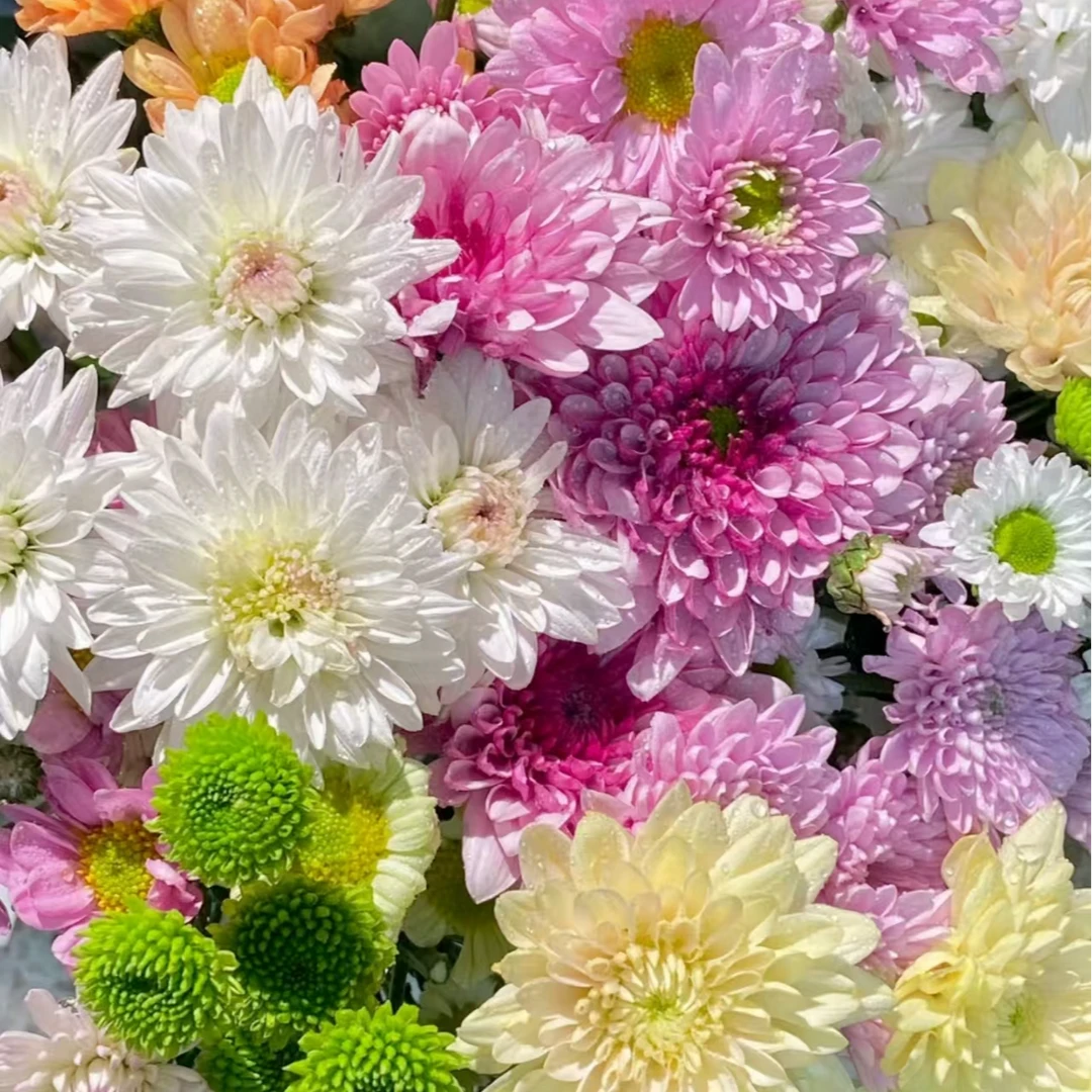 【花予专属】10枝 混色小菊  云南鲜切花