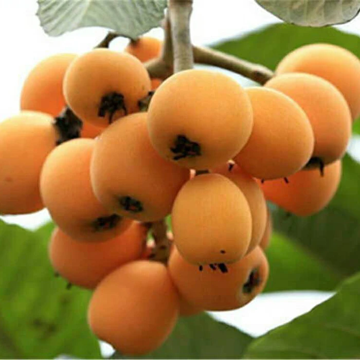 枇杷鲜果树苗大五星枇杷广西发货带土带叶枇杷树果苗水果树苗