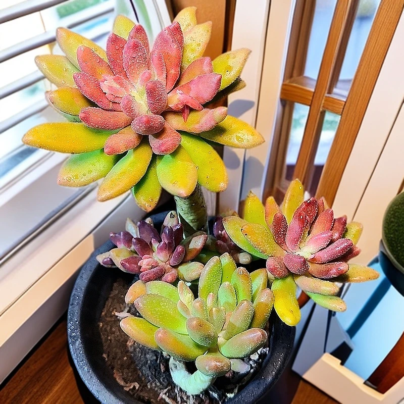 71多肉植物（老桩金蝉） 多肉植物养护裸根产地产品