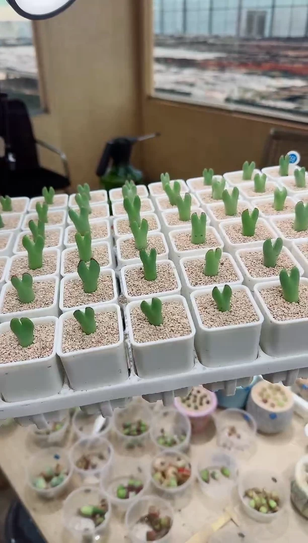 【孙姐专场】205多肉植物肉锥黄金皮卡丘(脱土发货)一颗