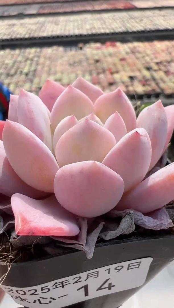 【闪购商品】冰心多肉-14