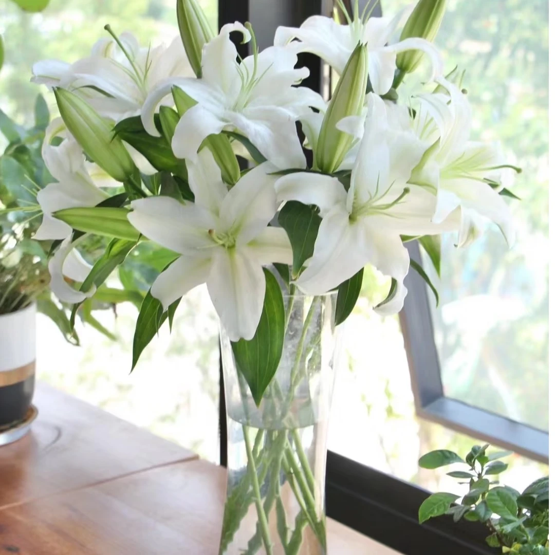 【西伯利亚 白百合】 家具鲜花次日达 江浙沪皖次日达 顺丰包邮