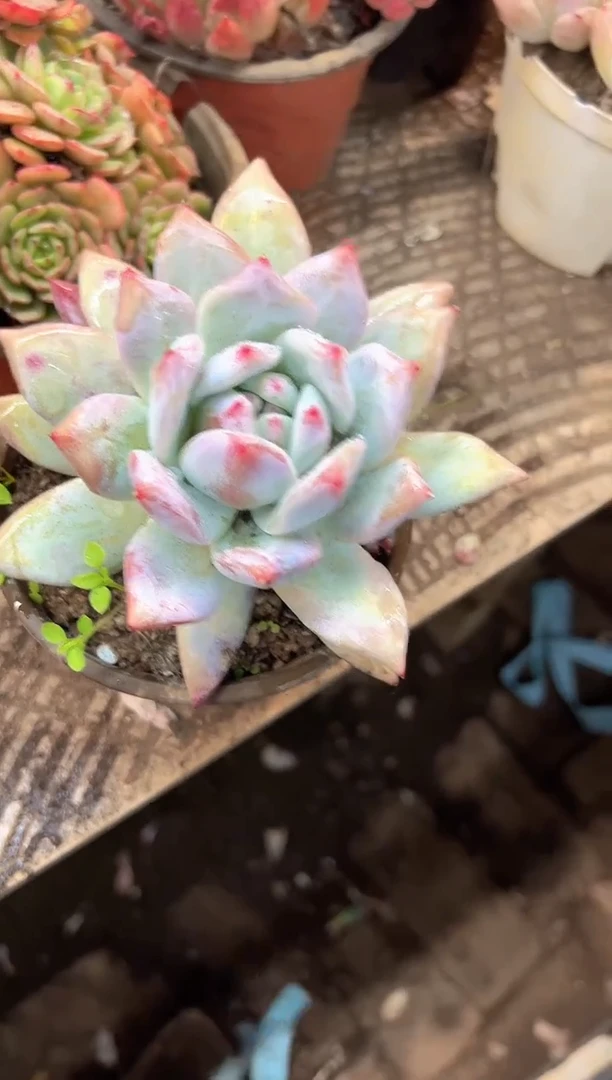 加****2多肉植物一物一拍27424