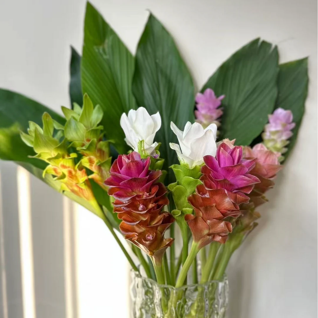 【一品花集】【白色+紫红色】姜荷花