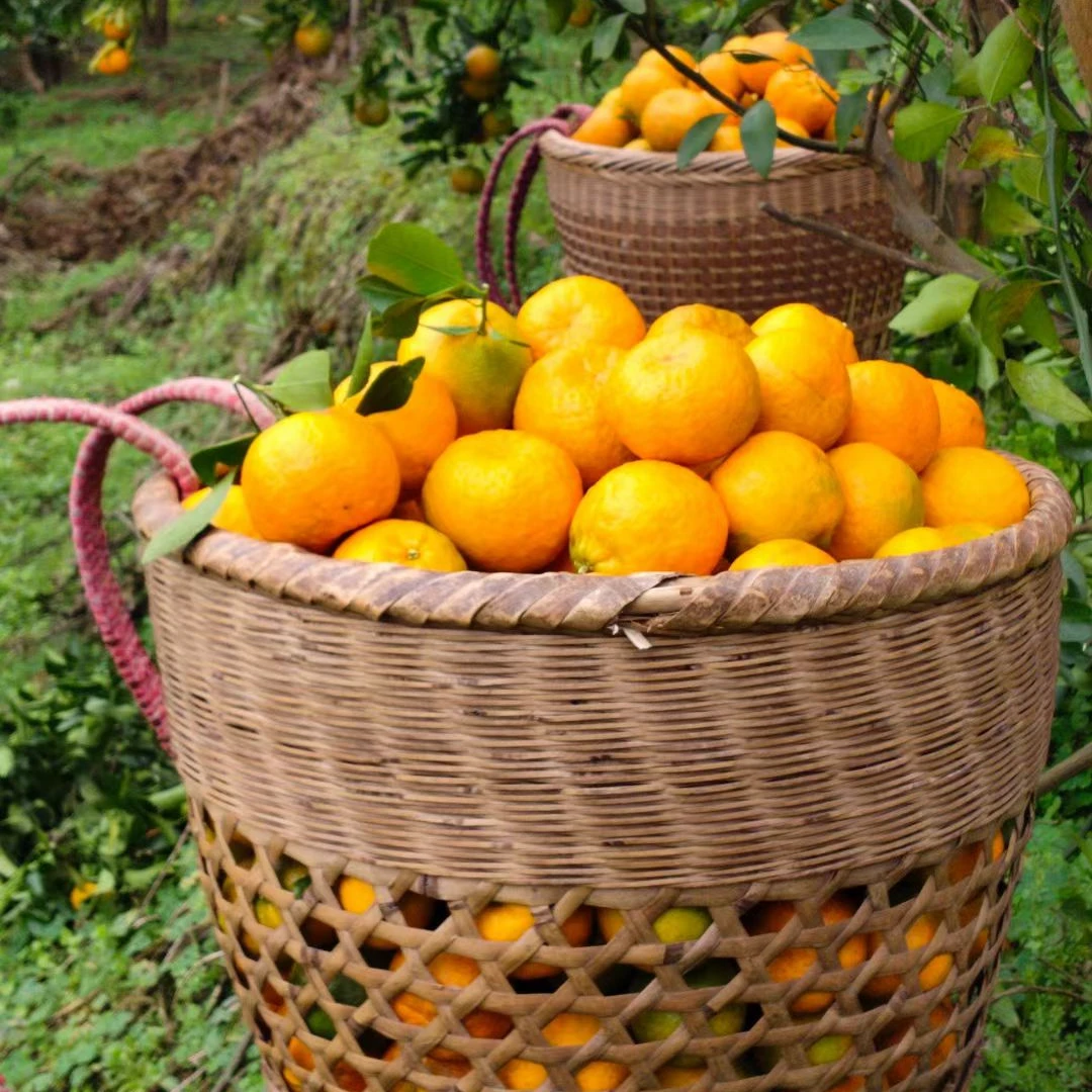 中国椪柑之乡 湖南泸溪朱雀洞村原产地直发应季水果椪柑(助农9斤)
