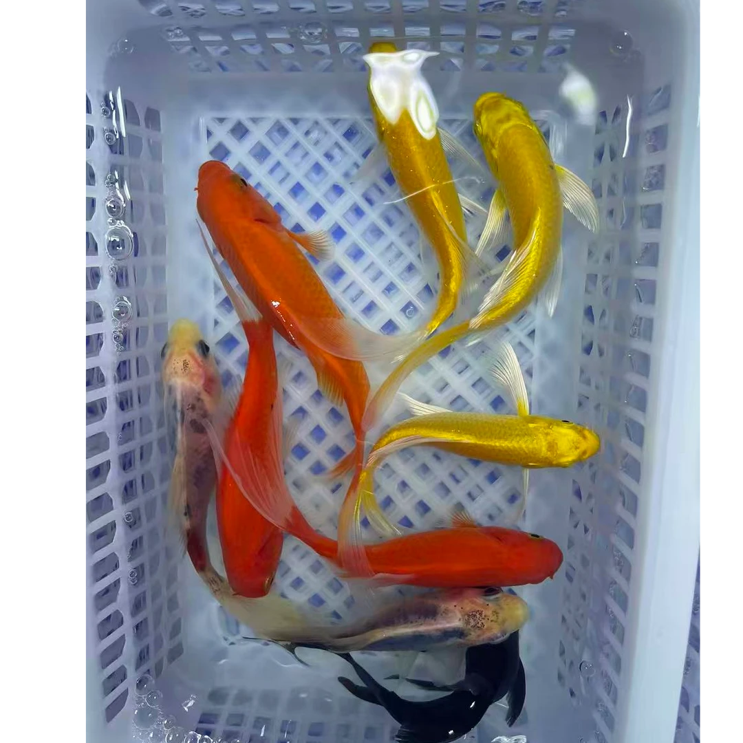 【9条9-11公分】锦鲤草金冷水观赏鱼好养耐活颜色混搭