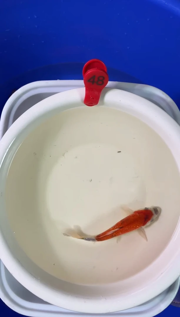 锦鲤活体二号链接
