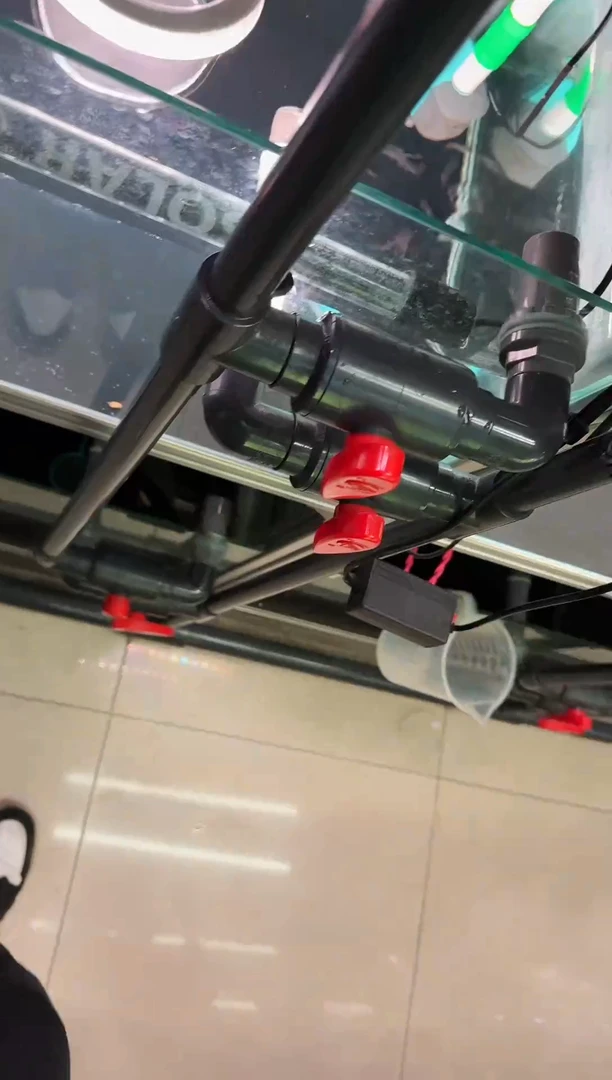 灯科鱼独***醉新流域缎带*1