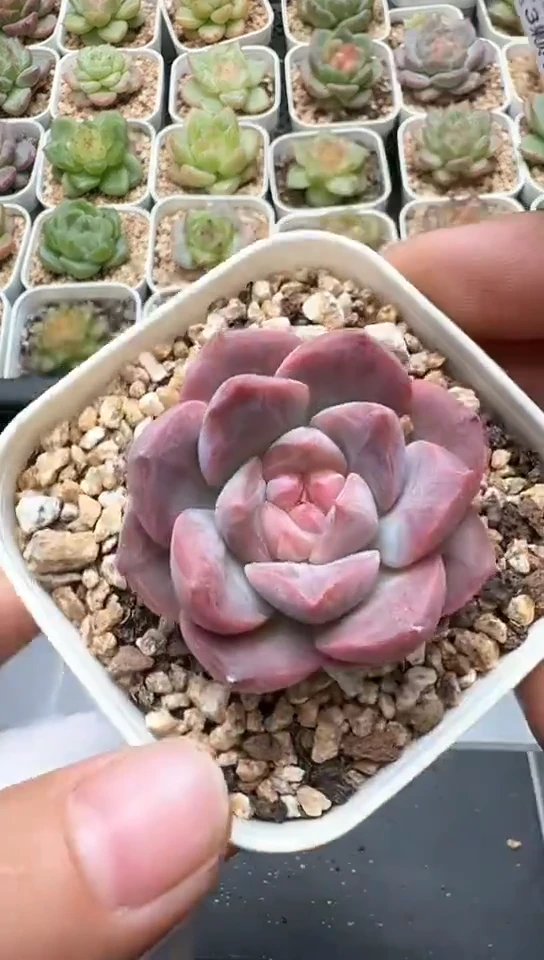 302F云禹多肉植物 默认脱土纸巾打包 3颗包邮