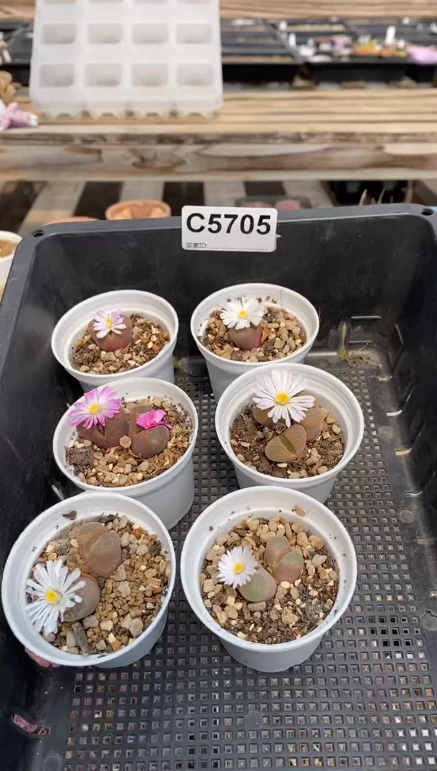 5705开播福利一物一拍