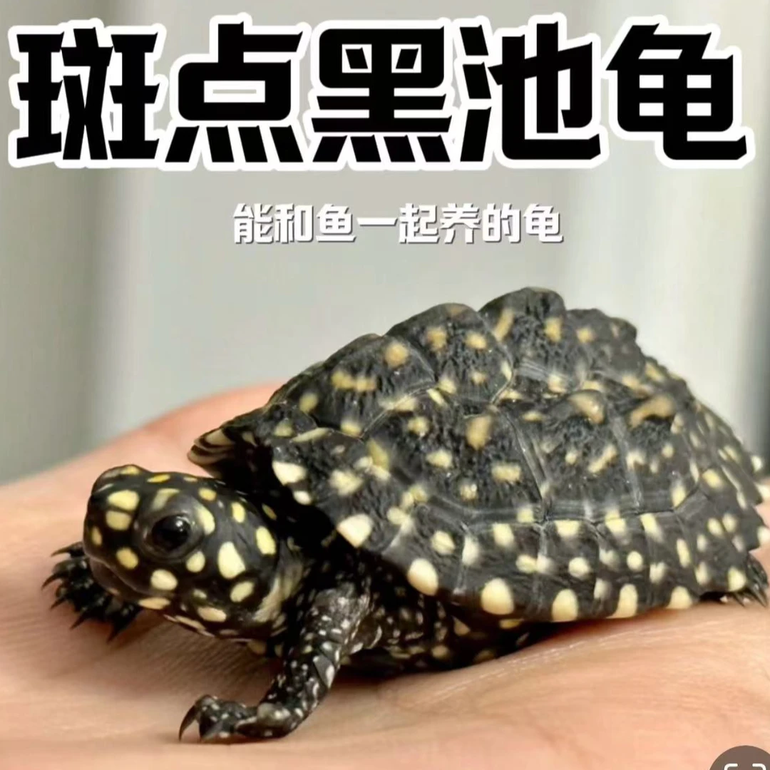 斑点亚成龟（5-7cm)观赏龟直播链接