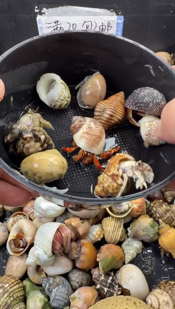 豆丁9只包活到手5只，不包全品