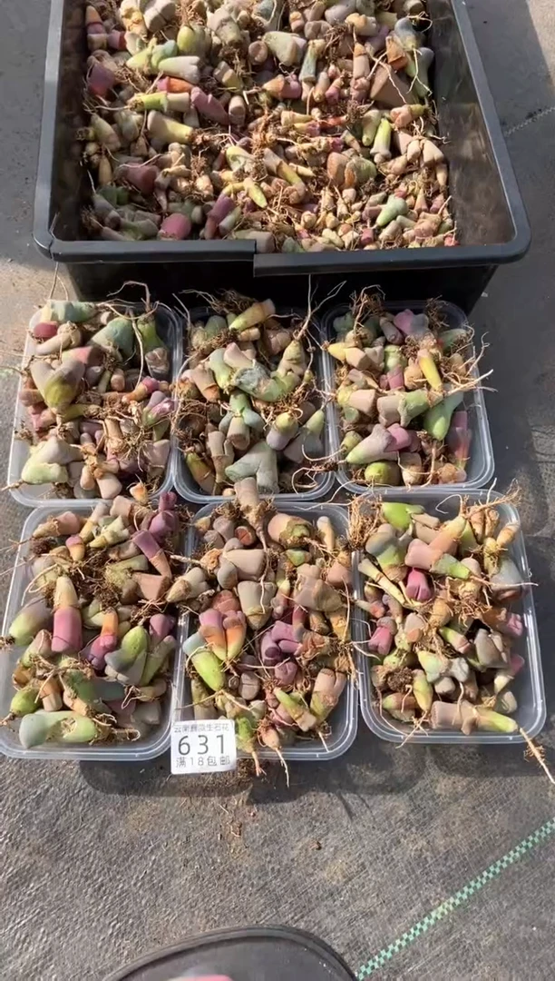 631特价散装长腿有疤发货1碗不售后量拍