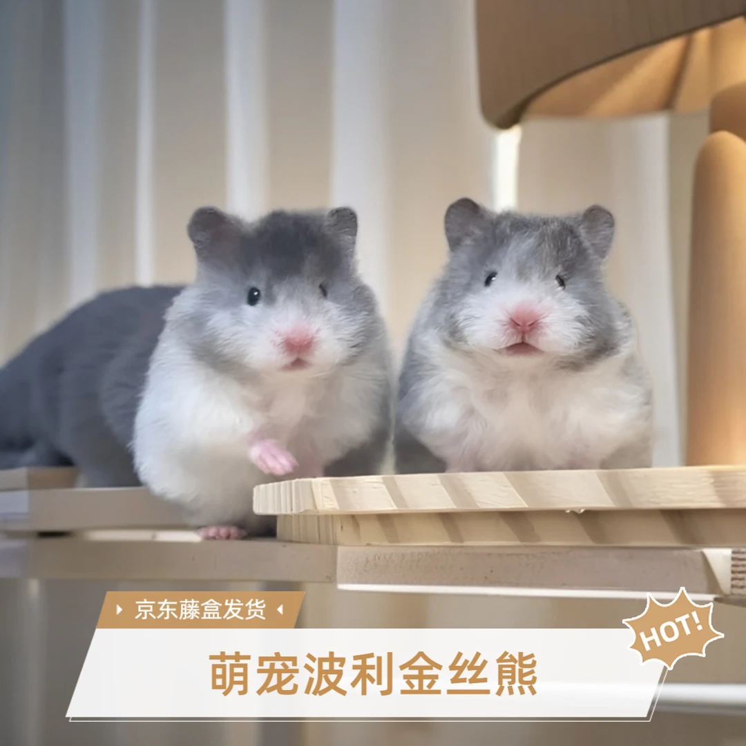 【直播间挑选】家养精品 长毛 卷毛 波利金丝熊 仓鼠 藤盒发货