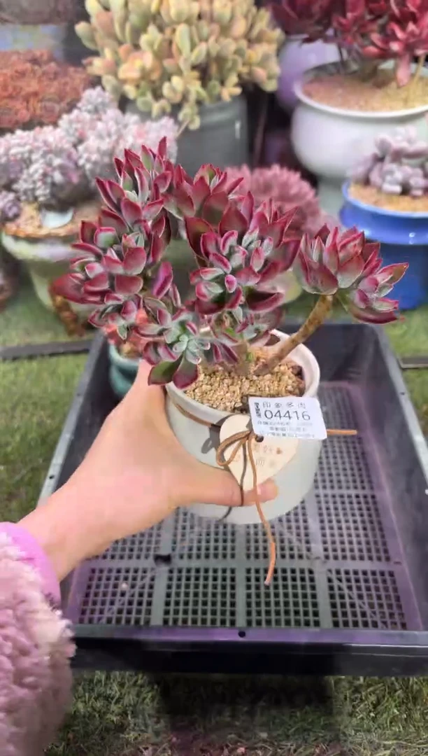 【闪购商品】04416脱土带盆