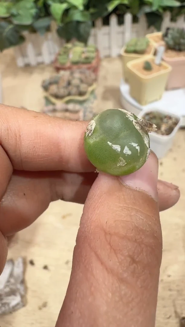 29-276多肉植物肉锥