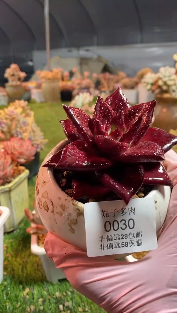 【闪购商品】0030a