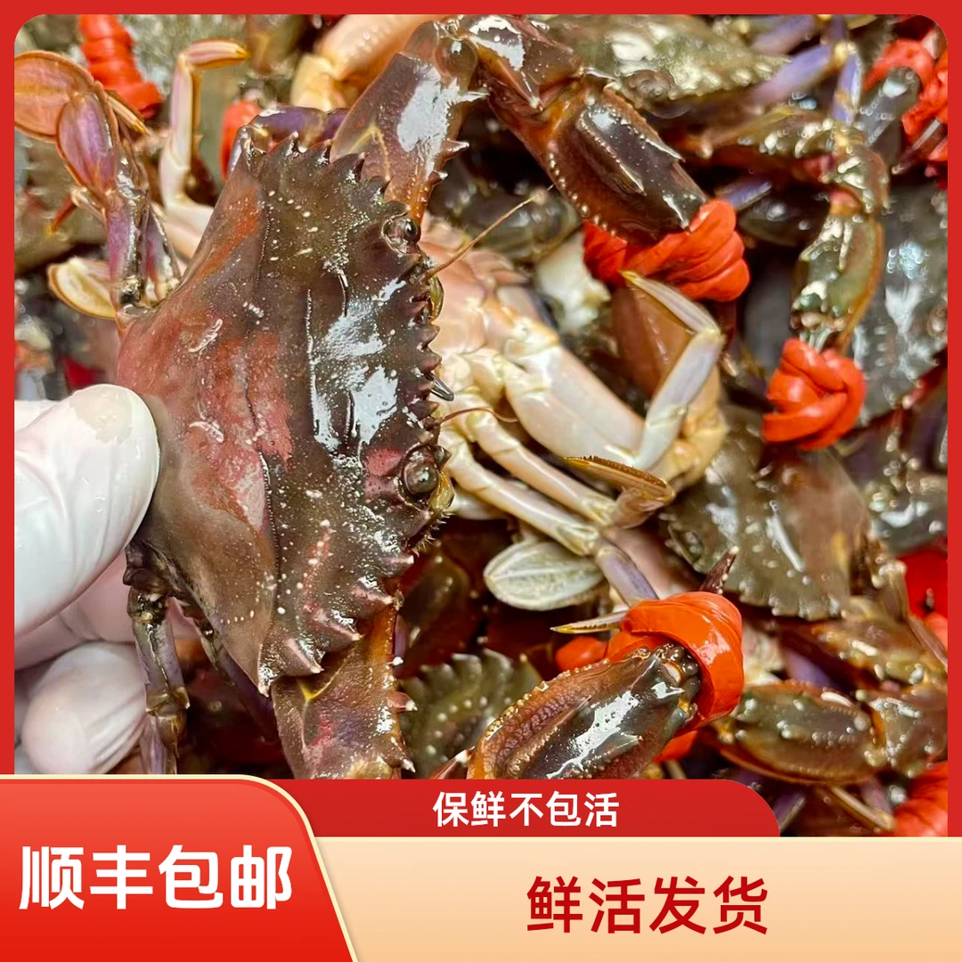 【顺丰包邮】渤海湾紫盖蟹 赤甲红 鲜活发货保鲜不包活