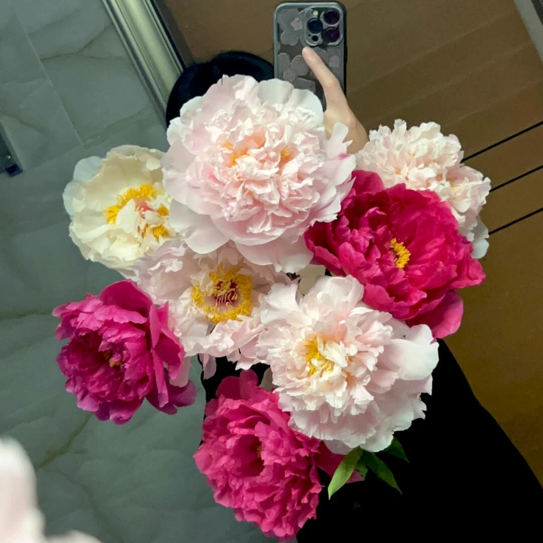 【A+国花牡丹】山东菏泽牡丹鲜花芍药重瓣鲜切花产地直发