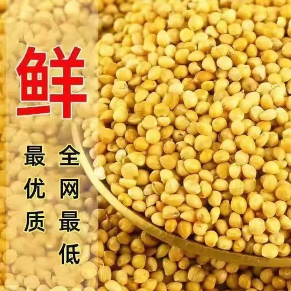 RSRDDY虎皮鹦鹉专用黄谷子