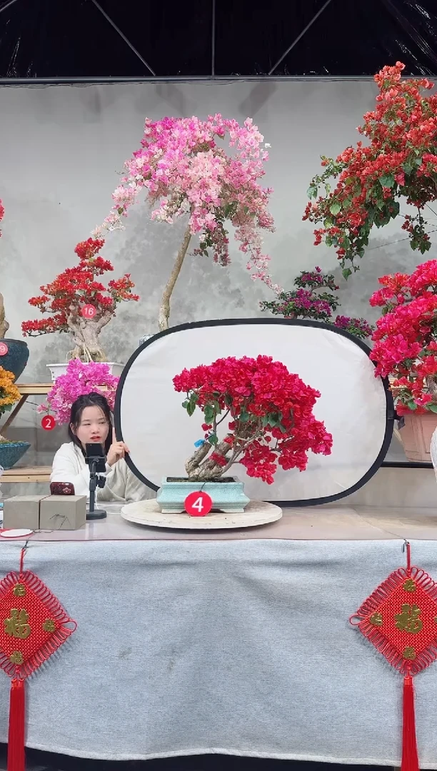 【闪购商品】盆景四季同安红