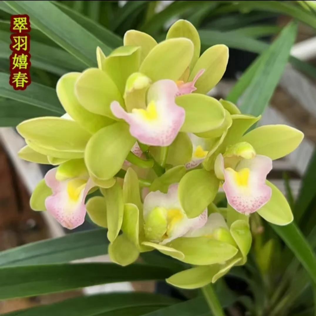 【铭品兰花】香兰蕙兰盆栽客厅室内上档次花家居饰品装饰花卉绿植