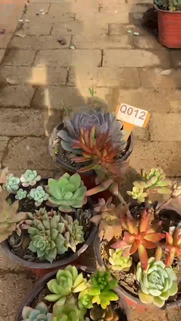 Q012多肉组合默认脱土发货