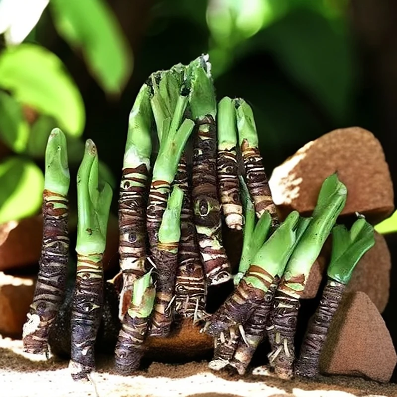 水土培盆景老桩绿植霸王芋懒人室内好养大叶盆栽绿植滴水观音客厅
