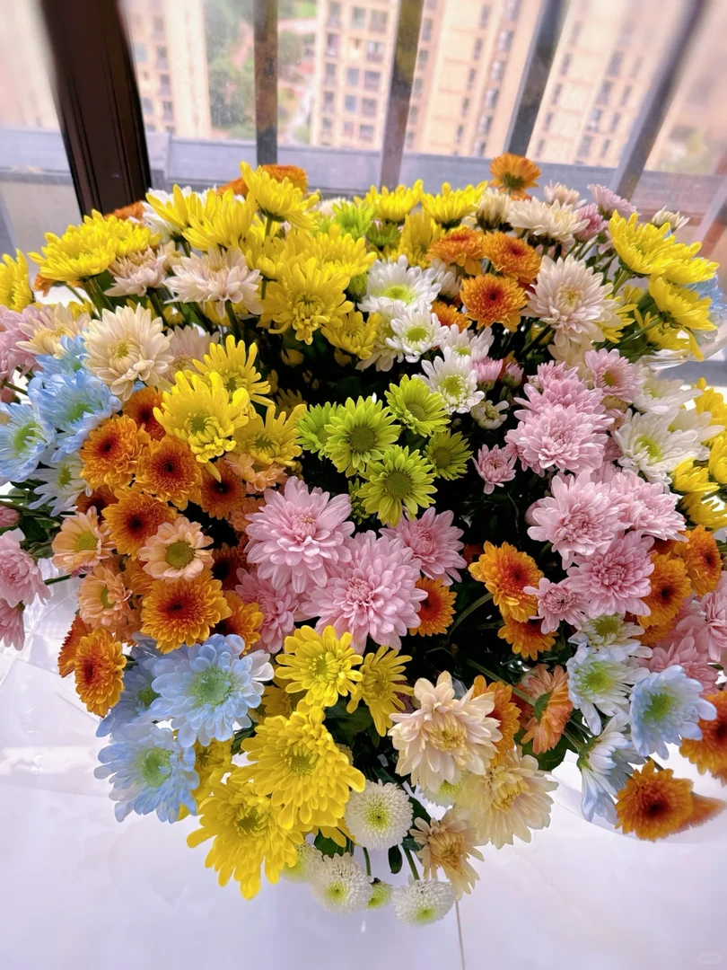 【混色七彩小雏菊】五彩斑斓花期长 ，鲜花包邮（坤）