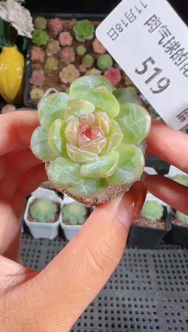 1118-519无土糖心麦秆群生不包整