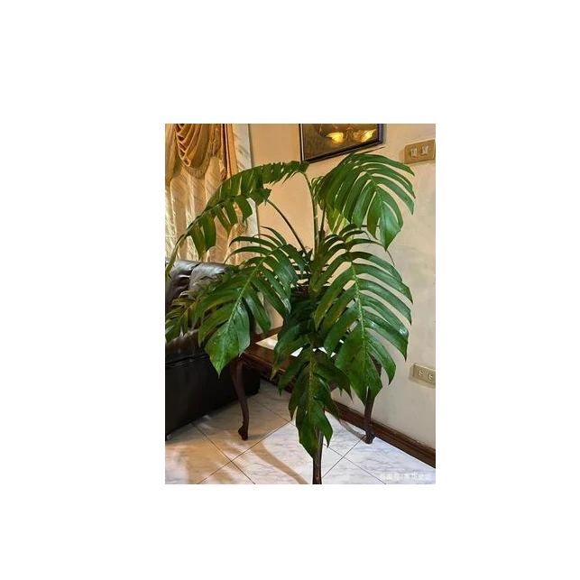 麒麟叶！室内！庭院！阳台！装饰造景绿植盆栽，四季长青长绿超易养